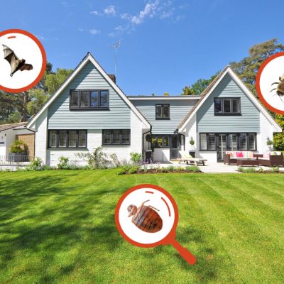 capitol-exterminating-residential-services-copy