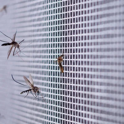 mosquitoes_inside_the_house